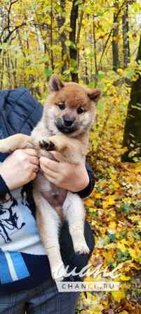 Сиба ину щенок мальчик с документами РКФ Москва - изображение 1