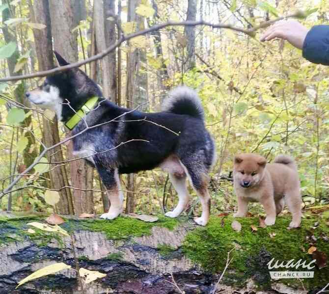 Сиба ину щенок мальчик с документами РКФ Москва - изображение 4