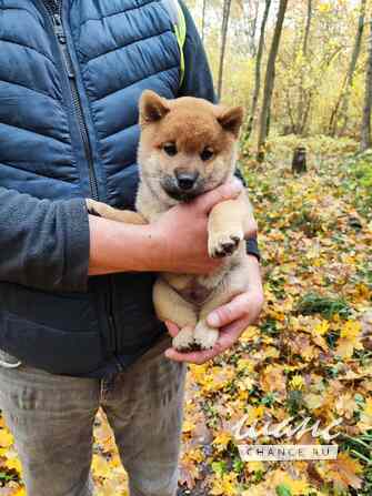 Сиба ину щенок мальчик с документами РКФ Москва - изображение 2