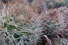 Кактусы, Gymnocalycium polycephalum от Kohres