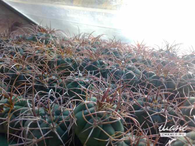 Кактусы, Gymnocalycium polycephalum от Kohres Москва - изображение 3
