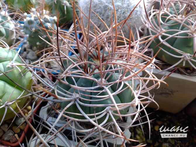 Кактусы, Gymnocalycium polycephalum от Kohres Москва - изображение 2