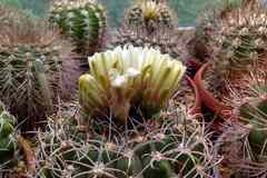 Кактусы, Gymnocalycium bayrianum от Kohres