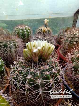 Кактусы, Gymnocalycium bayrianum от Kohres Москва - изображение 1