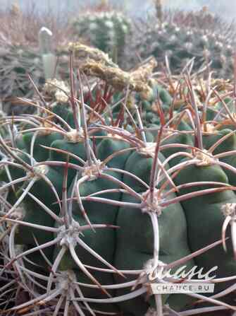 Кактусы, Gymnocalycium bayrianum от Kohres Москва - изображение 2