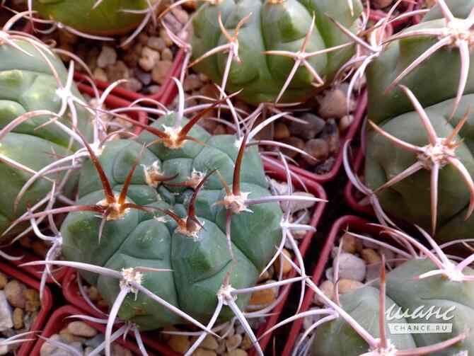Кактусы, Gymnocalycium bayrianum от Kohres Москва - изображение 4