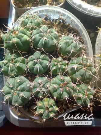 Кактусы, Gymnocalycium bayrianum от Kohres Москва - изображение 5
