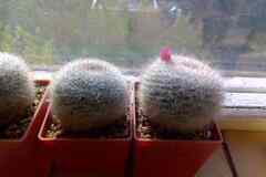 Кактусы, Mammillaria klissingiana от Kohres