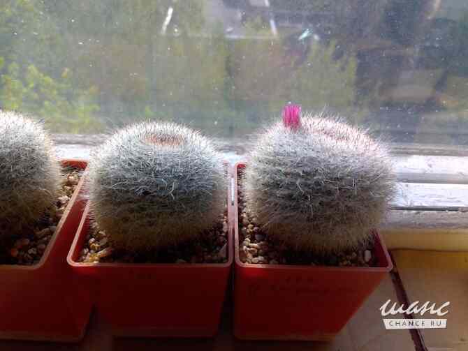 Кактусы, Mammillaria klissingiana от Kohres Москва - изображение 1