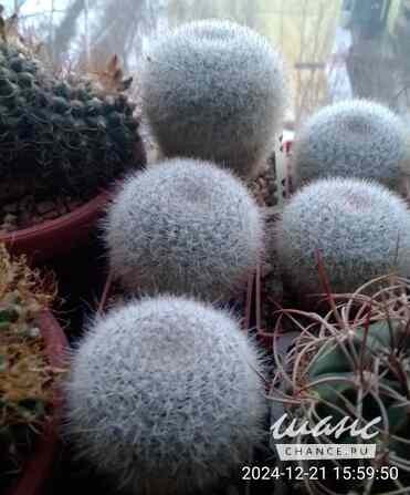 Кактусы, Mammillaria klissingiana от Kohres Москва - изображение 3