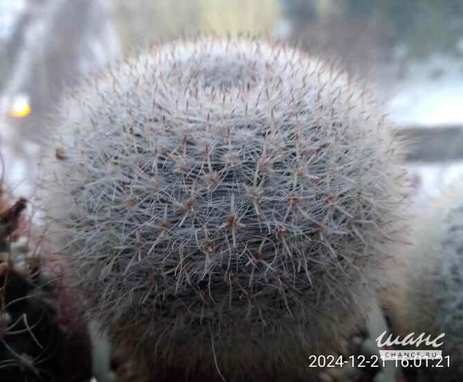 Кактусы, Mammillaria klissingiana от Kohres Москва - изображение 2