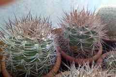 Растения, Gymnocalycium mazanese v. ferox от Kohres.