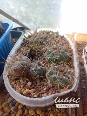 Растения, Gymnocalycium mazanese v. ferox от Kohres. Москва - изображение 2