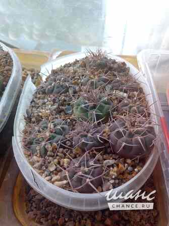 Растения, Gymnocalycium mazanese v. ferox от Kohres. Москва - изображение 3