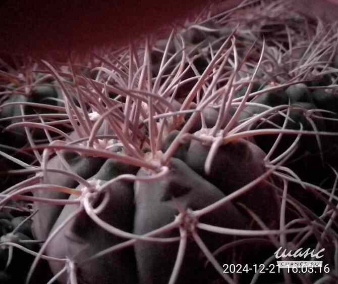 Растения, Gymnocalycium mazanese v. ferox от Kohres. Москва - изображение 4