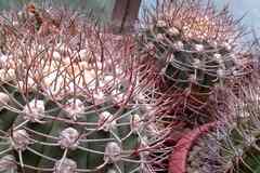 Кактусы, Gymnocalycium Pugionacanthum от Kohres
