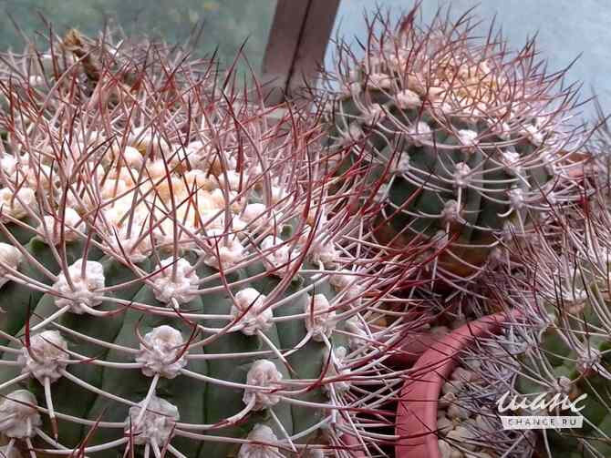 Кактусы, Gymnocalycium Pugionacanthum от Kohres Москва - изображение 1