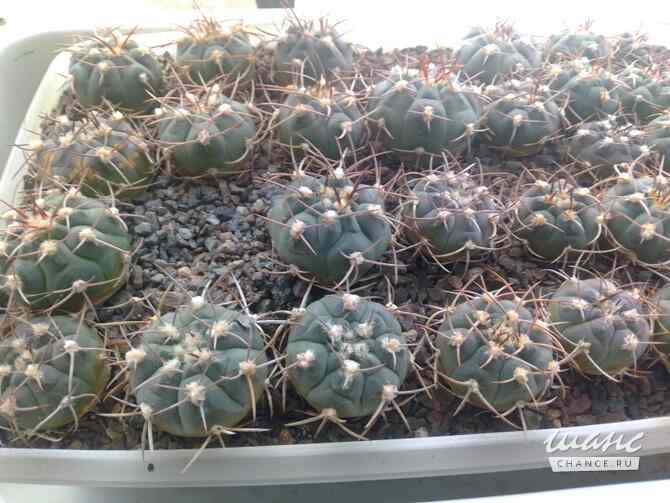 Кактусы, Gymnocalycium Pugionacanthum от Kohres Москва - изображение 2