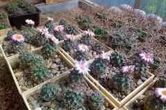 Кактусы на продажу, Turbinicarpus pseudomacrochele от Kohres