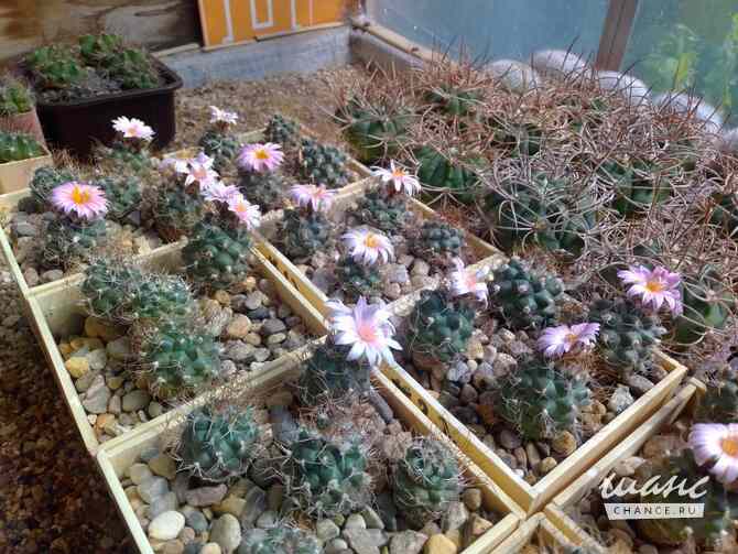 Кактусы на продажу, Turbinicarpus pseudomacrochele от Kohres Москва - изображение 1
