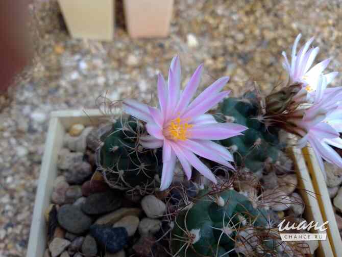 Кактусы на продажу, Turbinicarpus pseudomacrochele от Kohres Москва - изображение 2