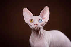 Питомник "Скорпион" предлагает котят.