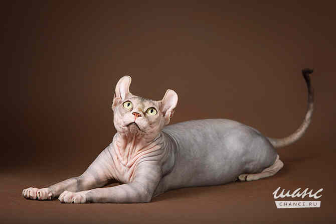 Питомник "Скорпион" предлагает котят. Санкт-Петербург - изображение 8