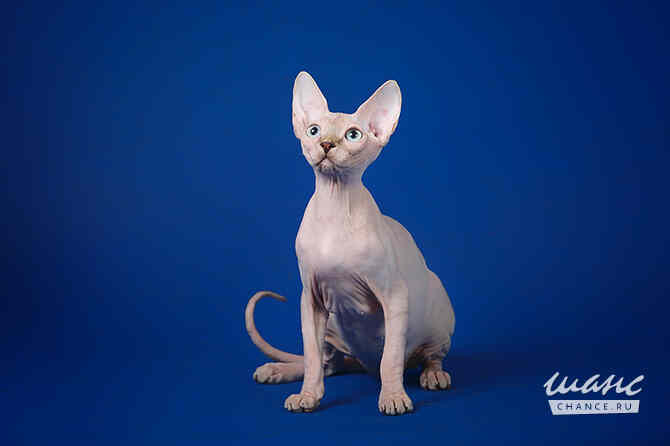 Питомник "Скорпион" предлагает котят. Санкт-Петербург - изображение 7