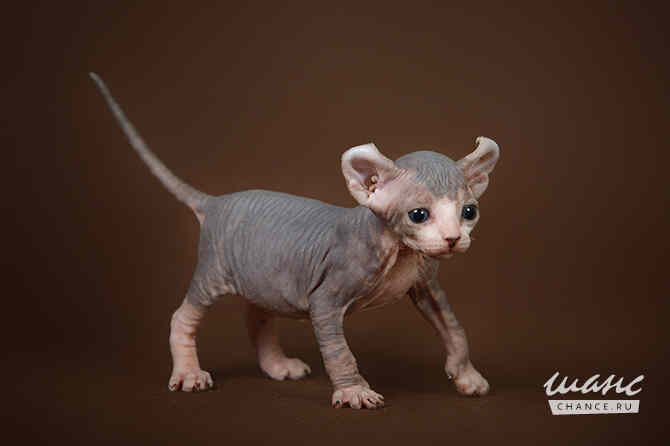 Питомник "Скорпион" предлагает котят. Санкт-Петербург - изображение 9