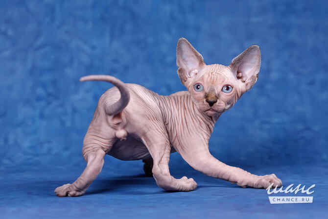 Питомник "Скорпион" предлагает котят. Санкт-Петербург - изображение 5