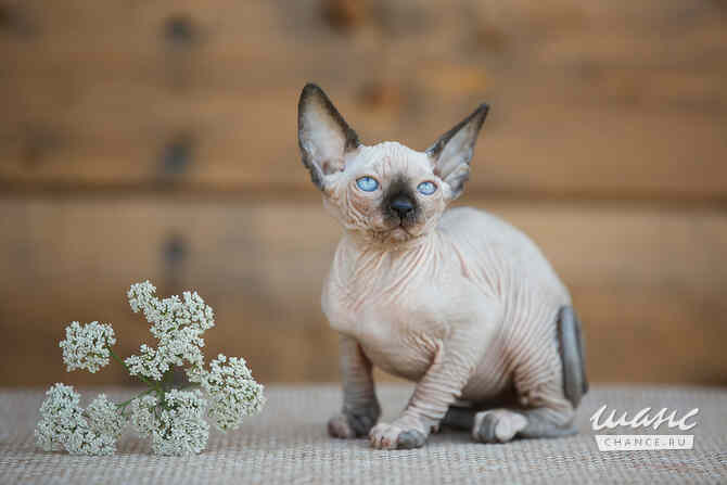 Питомник "Скорпион" предлагает котят. Санкт-Петербург - изображение 6