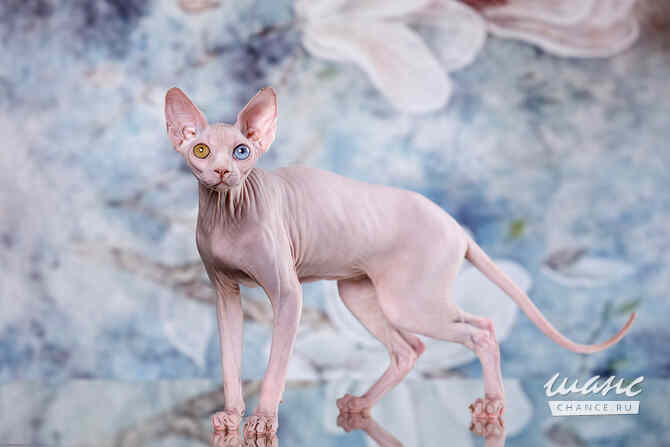 Питомник "Скорпион" предлагает котят. Санкт-Петербург - изображение 3