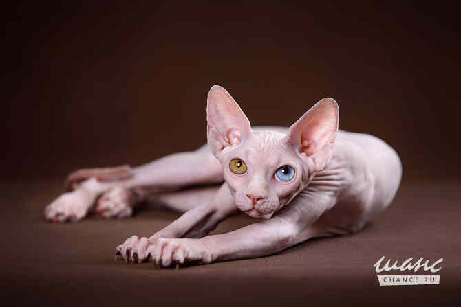 Питомник "Скорпион" предлагает котят. Санкт-Петербург - изображение 2