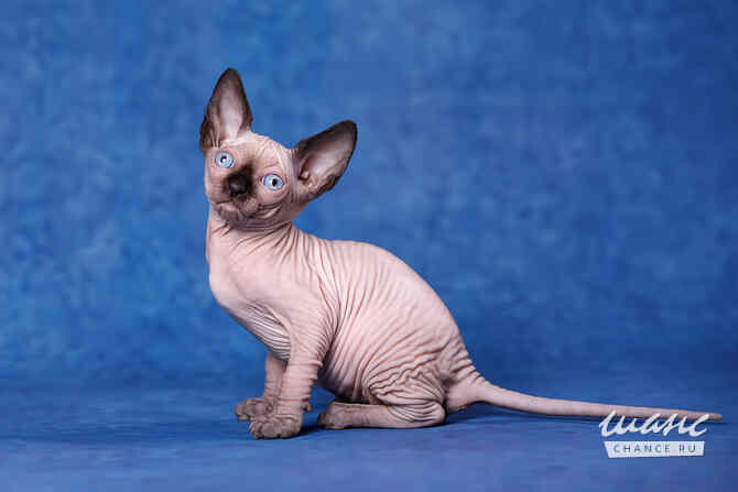 Питомник "Скорпион" предлагает котят. Санкт-Петербург - изображение 4