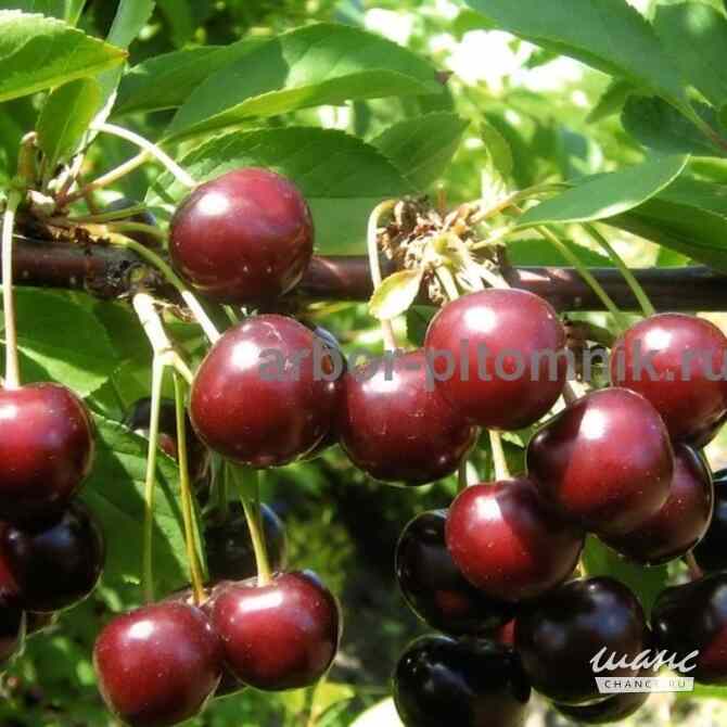 Плодовые деревья и плодовые крупномеры (большемеры) взрослые деревья из питомника Москва - изображение 3