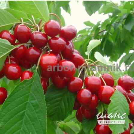 Плодовые деревья и плодовые крупномеры (большемеры) взрослые деревья из питомника Москва - изображение 5