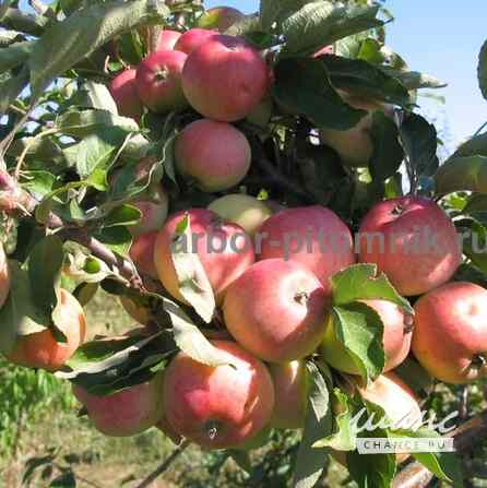 Плодовые деревья и плодовые крупномеры (большемеры) взрослые деревья из питомника Москва - изображение 8