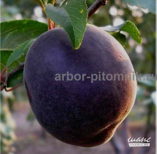 Плодовые деревья и плодовые крупномеры (большемеры) взрослые деревья из питомника Москва - изображение 6