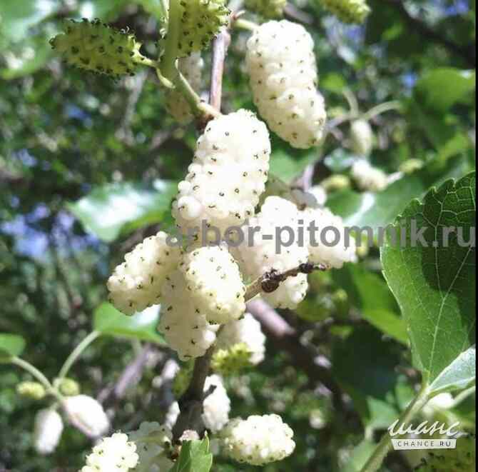 Плодовые деревья и плодовые крупномеры (большемеры) взрослые деревья из питомника Москва - изображение 4