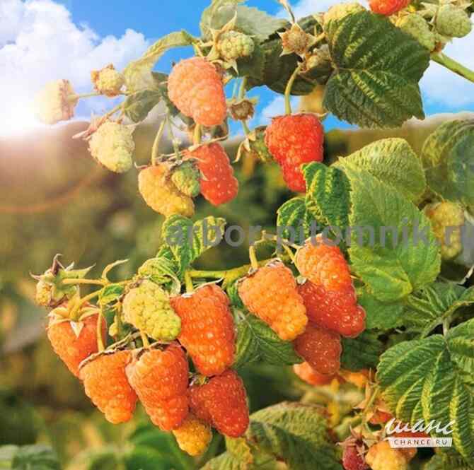 Плодовые деревья и плодовые крупномеры (большемеры) взрослые деревья из питомника Москва - изображение 2