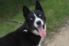 Кармен, метис хаски, в добрые руки