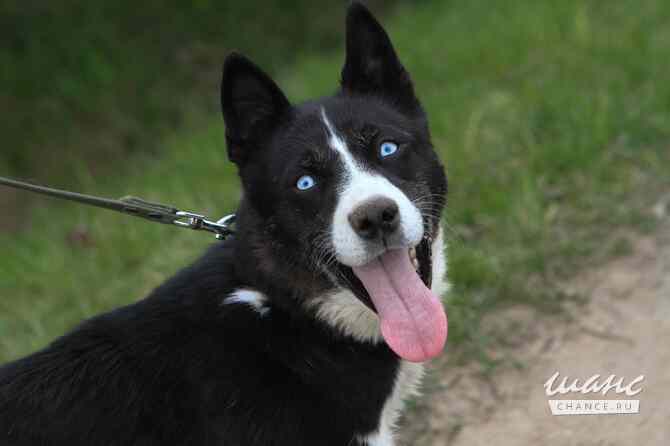 Кармен, метис хаски, в добрые руки Санкт-Петербург - изображение 1