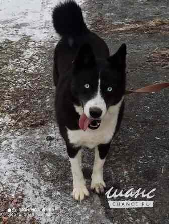 Кармен, метис хаски, в добрые руки Санкт-Петербург - изображение 3