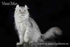 Кошка американский керл