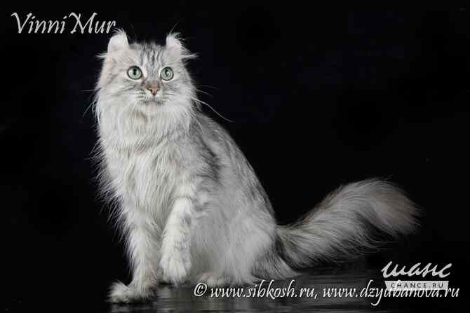 Кошка американский керл Санкт-Петербург - изображение 1