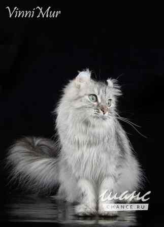 Кошка американский керл Санкт-Петербург - изображение 3