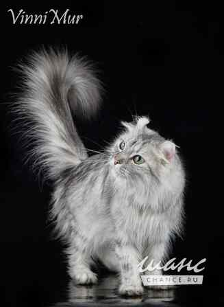 Кошка американский керл Санкт-Петербург - изображение 2