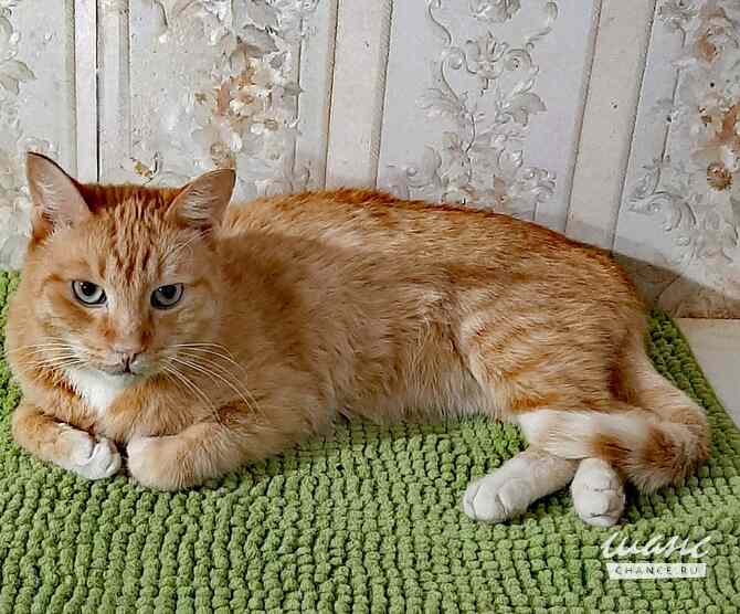 шикарный рыжий кот ищет дом Москва - изображение 2