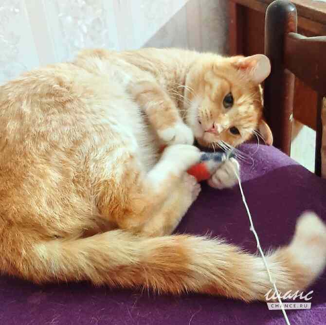 шикарный рыжий кот ищет дом Москва - изображение 1