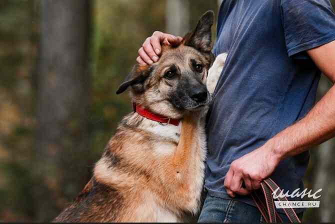 Нежный песель сидит всю жизнь в приюте и надеется познать домашнее счастье Москва - изображение 1